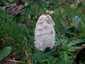 Gyapjas tintagomba (Coprinus comatus), Budapest